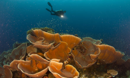 Help save and restore the oceans and coral reefs