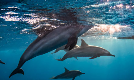 Iconic dolphins – behind the scenes