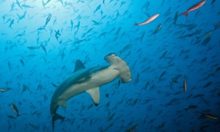 Historic agreement between LATAM countries on expansion of the Galápagos Marine Reserve!