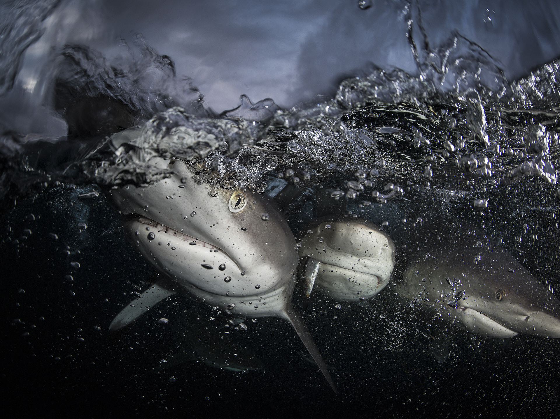 Harry Stone Great White Shark Photographer reviews Liquid Motion Underwater Videography Course