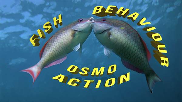 Fish Behaviour Course: Cine Camera or Osmo Action Camera?