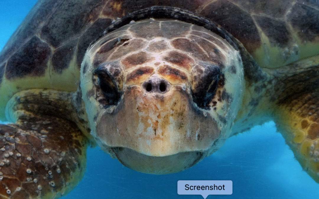 Enormous Loggerhead Turtle poses for Underwater Film!