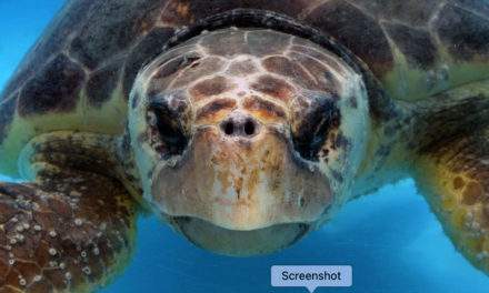 Enormous Loggerhead Turtle poses for Underwater Film!