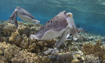 Cuttlefish Camouflage