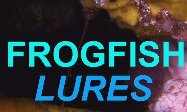 Frogfish: Nature’s Ultimate Ambush Predator unveils Extraordinary Feeding Mechanism