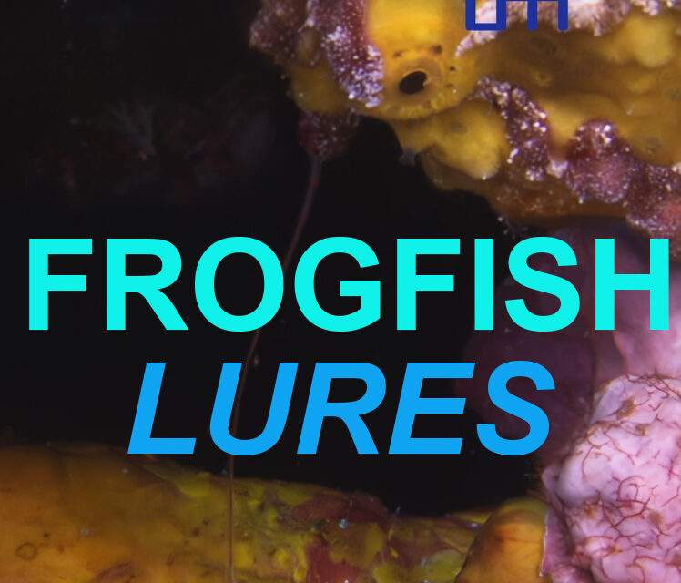 Frogfish: Nature’s Ultimate Ambush Predator unveils Extraordinary Feeding Mechanism