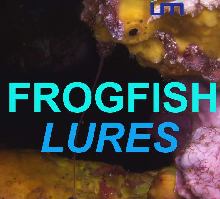 Frogfish: Nature’s Ultimate Ambush Predator unveils Extraordinary Feeding Mechanism